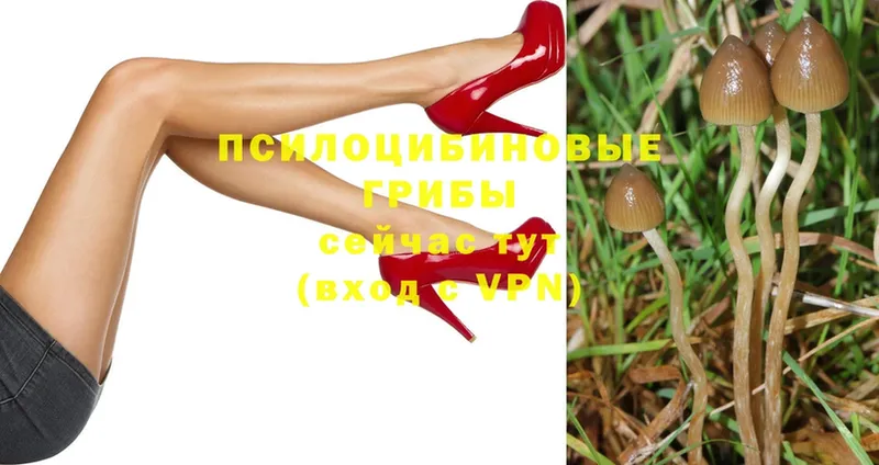 как найти закладки  Малая Вишера  Псилоцибиновые грибы Psilocybe 